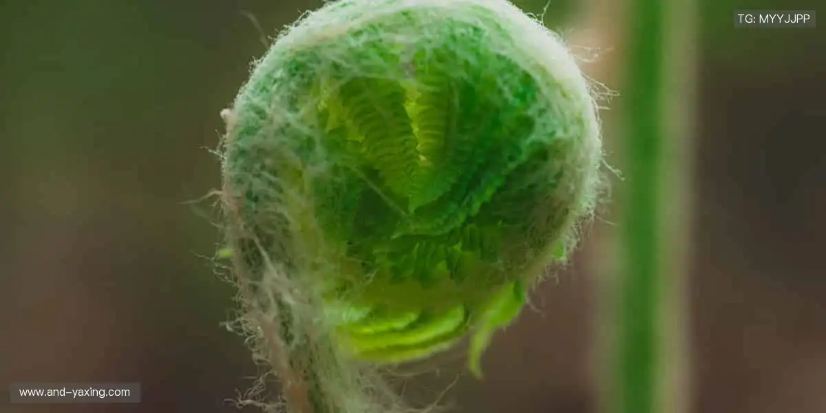 🏆限量珍藏，实力认证！每一件周边，都是荣耀的勋章！